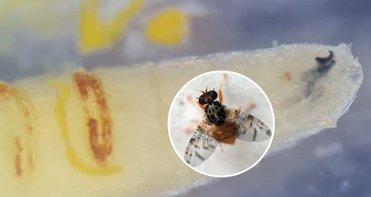 SAG intercepta ingreso de larvas de Mosca de la Fruta en control fronterizo Paso Vergara