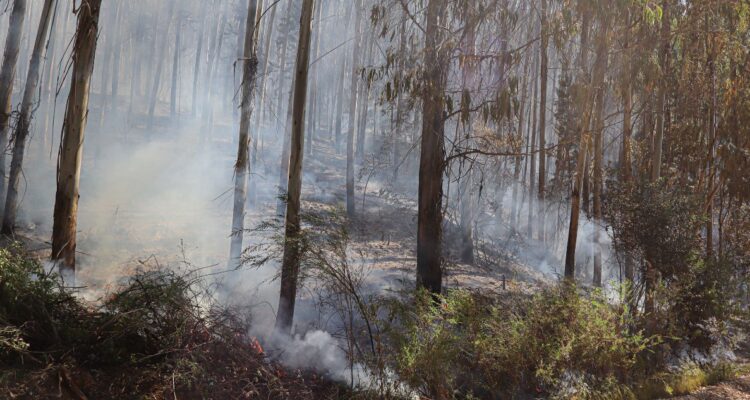 Continúa combate de incendio forestal en San Javier: más de 1.600 hectáreas consumidas por el fuego