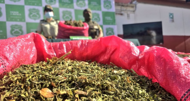 Más de 15 mil plantas: Carabineros concreta 2do decomiso más grande de marihuana en región de Coquimbo