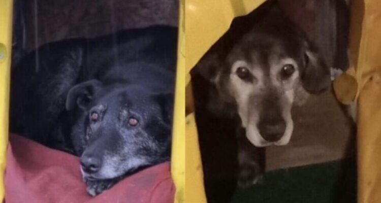 Acusados por asesinato de dos perros comunitarios en Valdivia aceptan juicio abreviado