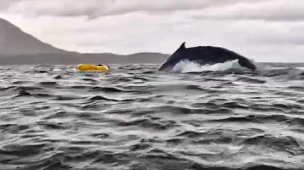 Padre capta como su hijo es tragado y luego expulsado por ballena en el Estrecho de Magallanes