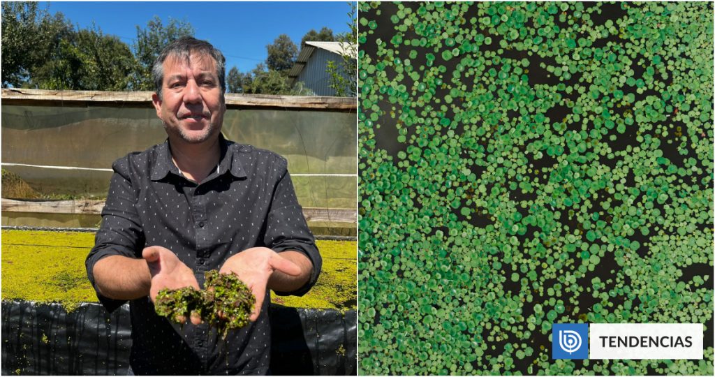Chileno crea bioestimulante vegetal en base a lenteja de agua: fortalece cultivos y reduce CO2 | Ciencia y Tecnología