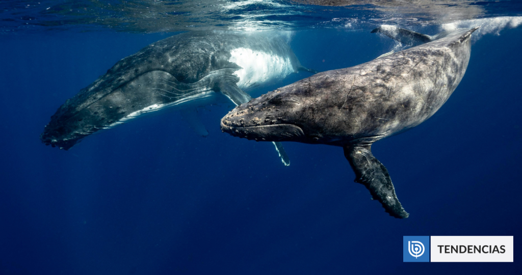 El canto de las ballenas sigue una estructura similar al lenguaje humano, según estudio