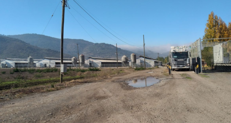 SMA sanciona a empresa agrícola de Nancagua por malos olores en plantel de cerdos