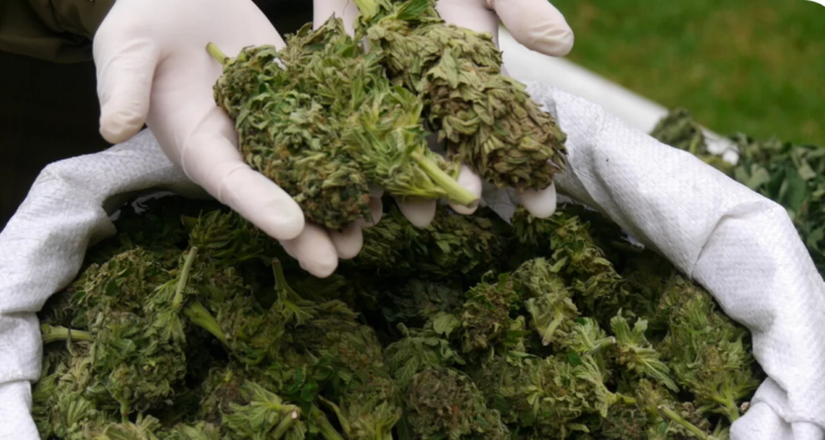 Incautan 73 kilos de marihuana tras persecución en región de Antofagasta