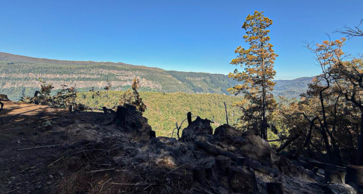 Delegado de La Araucanía descarta que incendio forestal se deba a quemas autorizadas por Conaf