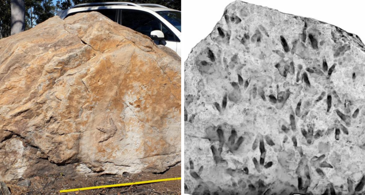 Encuentran huellas de dinosaurio en roca ubicada en escuela de Australia: pasó desapercibida 20 años | Ciencia y Tecnología