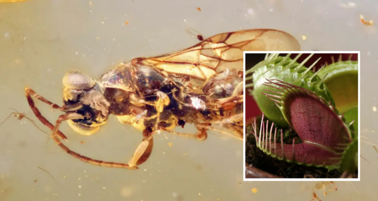 Encuentran en Asia el fósil de una avispa parásita con el abdomen similar a una planta carnívora | Ciencia y Tecnología