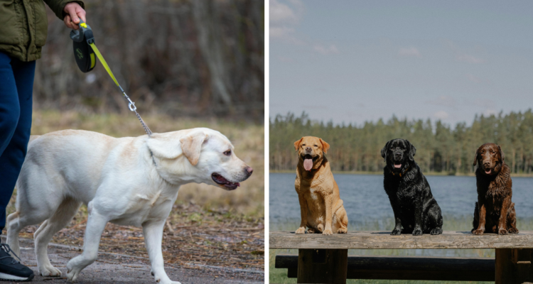 Identifican genes que provocan que los humanos y perros labradores sean propensos a la obesidad