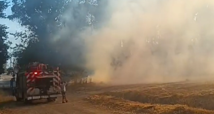Detienen a dos personas por el incendio en jardín botánico de la Universidad de Talca