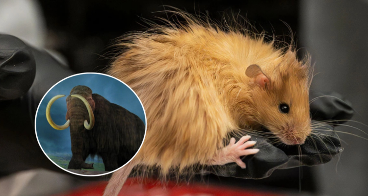 Crean un ratón lanudo, un paso más para “des-extinguir” al mamut lanudo