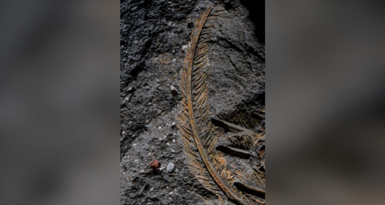 Pluma de buitre fosilizada demuestra que la roca volcánica puede preservar tejidos animales