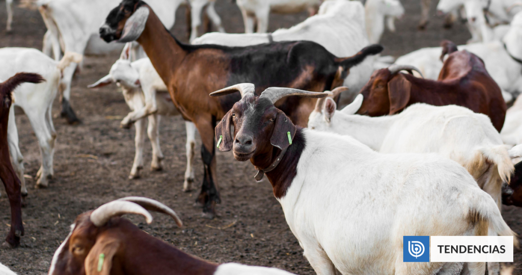 Cabras sobrevivieron casi 3 siglos sin agua dulce en isla de Brasil: estudian posible nueva raza | Ciencia y Tecnología