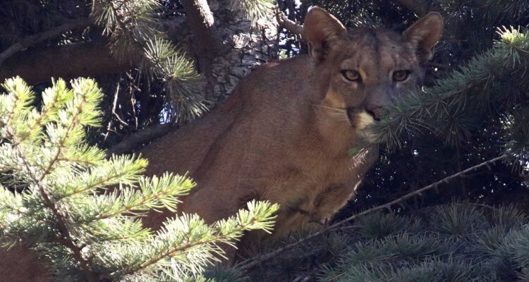 Investigan presunta caza ilegal en Torres del Paine tras el hallazgo de un puma desmembrado