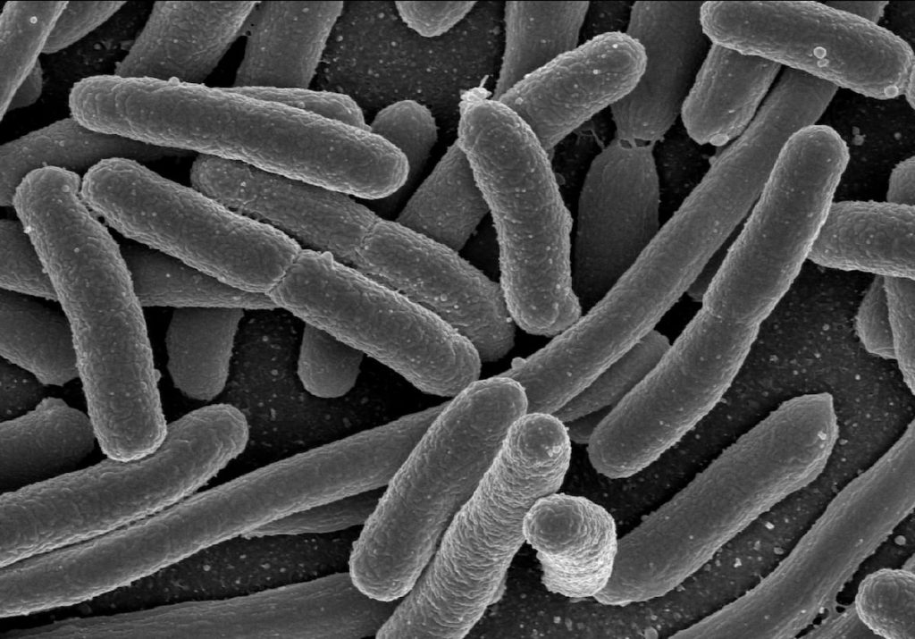 Un estudio vincula una toxina bacteriana en los niños a la “epidemia” de cáncer colorrectal en los adultos más jóvenes