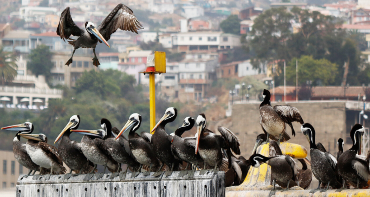 Científicos confirman mutación del virus de influenza aviar H5N1 en Chile que provocó pandemia animal