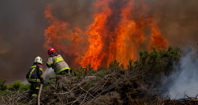 Tres querellas se mantienen vigentes por temporada de incendios forestales en la región de Los Lagos