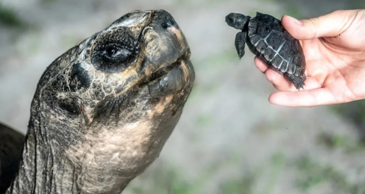 Tortuga de Galápagos se convirtió en padre por primera vez a sus 134 años | Ciencia y Tecnología