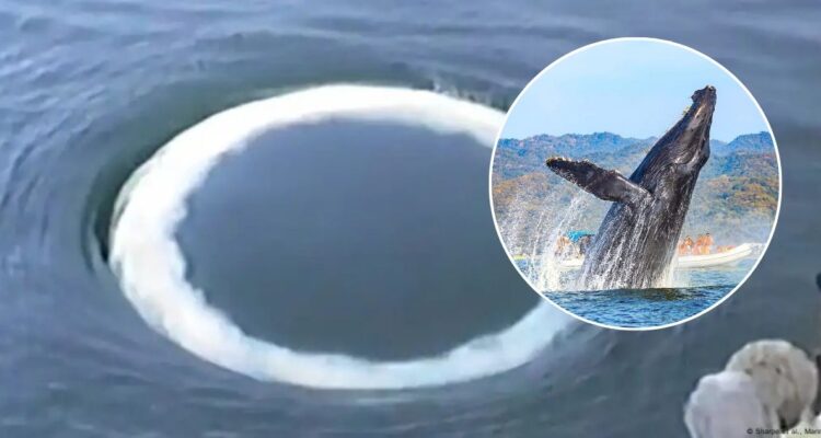 Científicos afirman que las ballenas quieren comunicarse con los humanos: dejarían mensajes en el mar | Ciencia y Tecnología