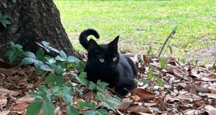 Pepper: el gato que contribuyó a descubrir dos virus que podrían infectar a humanos en EEUU | Ciencia y Tecnología