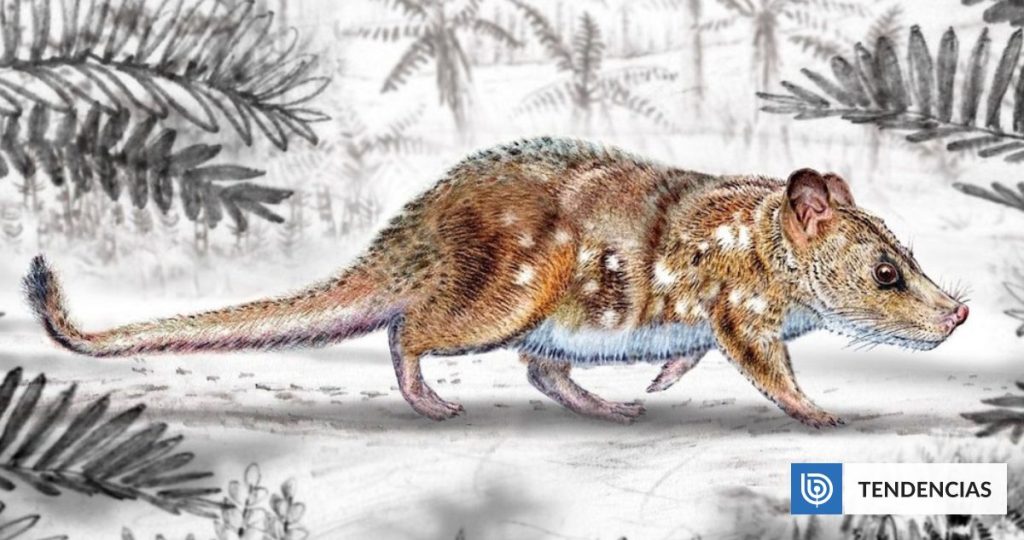 Descubren en Chile fósiles de un mamífero con linaje desaparecido y que vivió con los dinosaurios | Ciencia y Tecnología