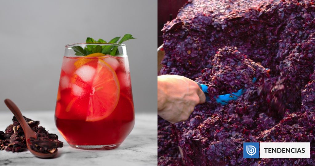 Para recetas con sabor a vino: startup chilena convierte orujo de uva en infusiones sin alcohol | Ciencia y Tecnología