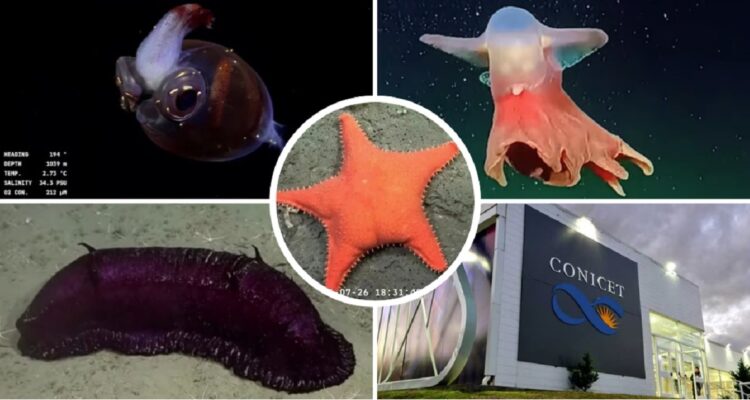 Los detalles de la expedición que halló a la icónica “Estrella culona” y las otras especies grabadas | Ciencia y Tecnología