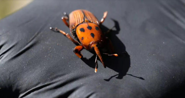 Tres países de Sudamérica entran en alerta por plaga del ’Picudo Rojo’ ¿Qué pasa con Chile? | Sociedad