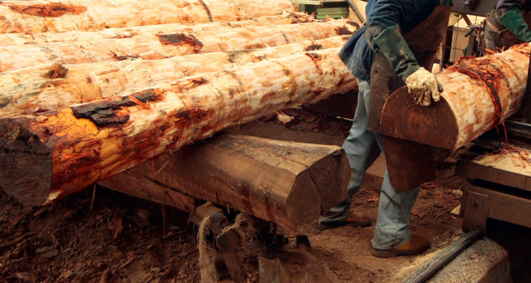 Pymes forestales muestras preocupación por cierre de 169 aserraderos en los últimos 5 años