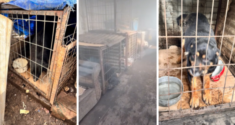 Denuncian que perros estaban hacinados y con riesgo de asfixiarse por humo en albergue de Punta Arenas