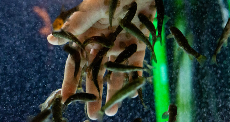 Tus dedos podrían provenir del trasero de los peces