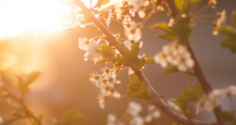 ¿Cuándo comienza la primavera? Revisa aquí el día y la hora exacta del equinoccio 2025 en Chile