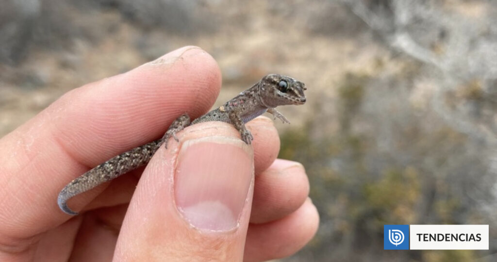 Los geckos chilenos están sorprendiendo a los biólogos del mundo