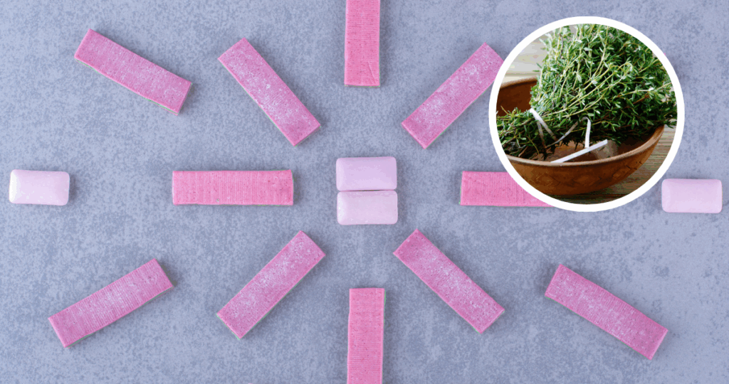 Chicle con sabor a tomillo: la curiosa prueba que podría avisarte si tienes gripe, según expertos