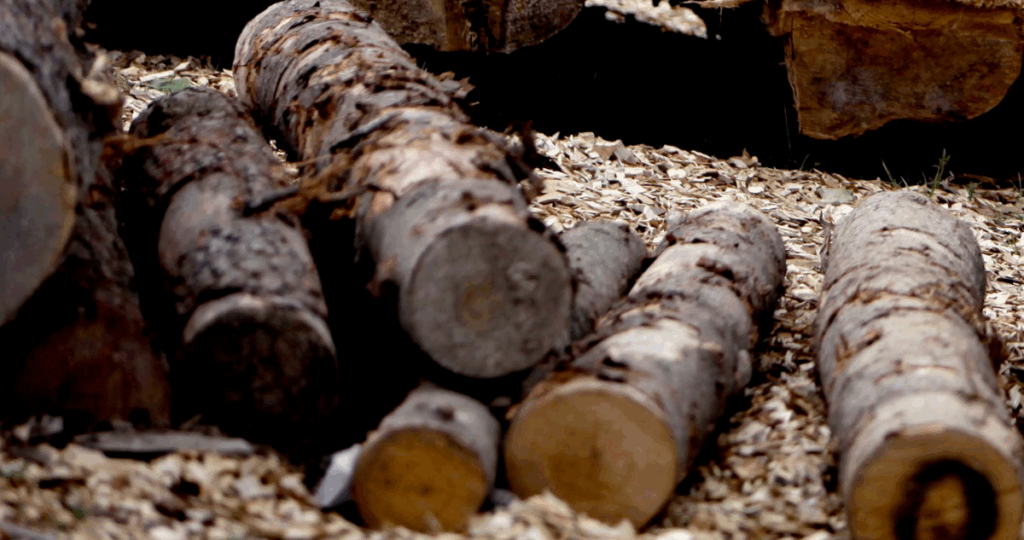 Fijan fecha para juicio contra 20 comuneros mapuche acusados de robo de madera en Panguipulli