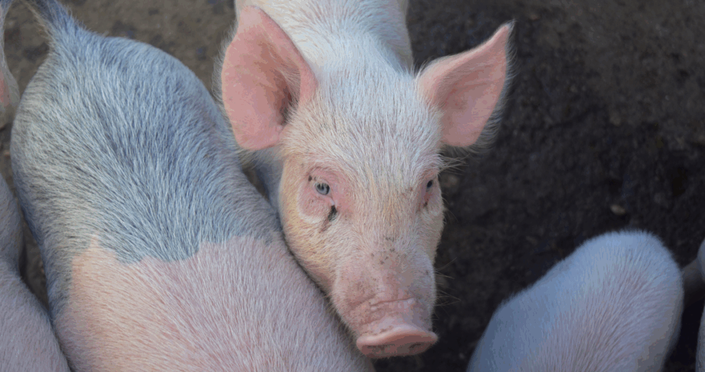 Por matar a golpes a una cerda, violencia intrafamiliar y amenazas condenan a hombre en San Carlos