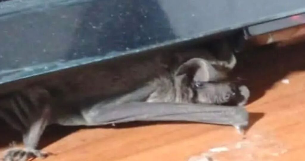 Vecinos de Las Compañías en La Serena denuncian plaga de murciélagos en viviendas: "Podrían ser más"