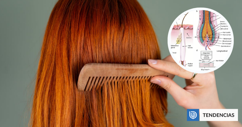 El pelo no crece “empujando” sino “jalando”: nuevo estudio ayuda a entender mejor la caída del cabello | Ciencia y Tecnología