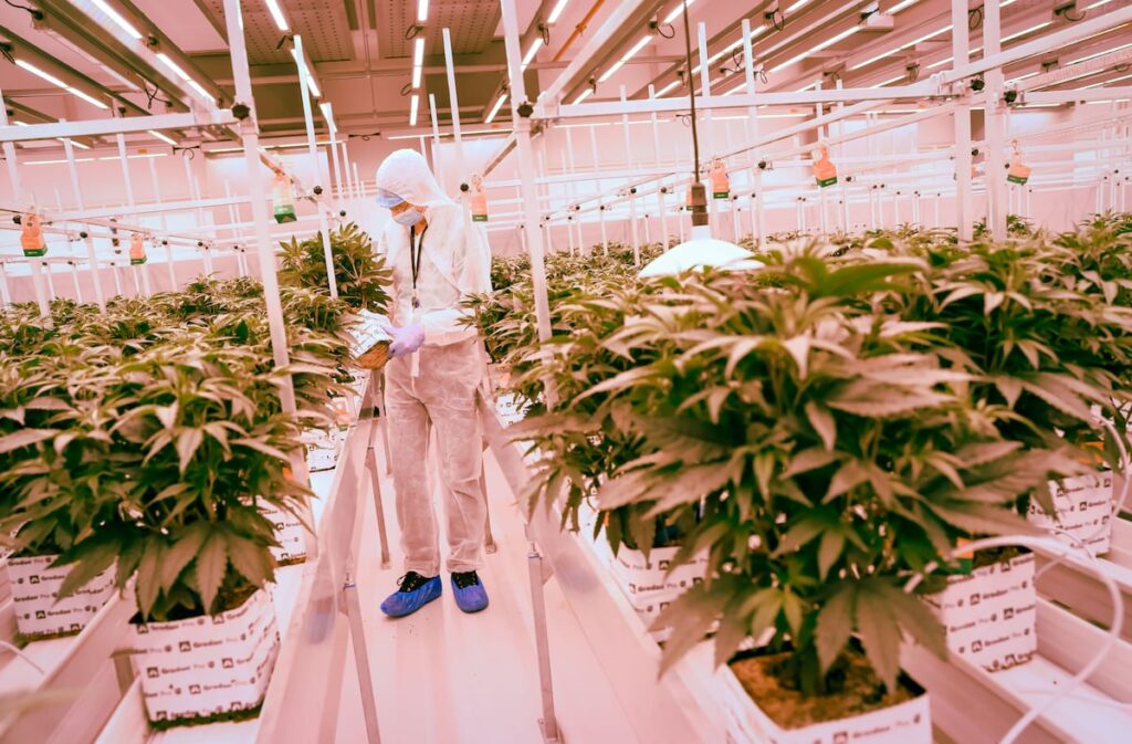 Los difusos límites del cannabis terapéutico: su potencial médico choca con el riesgo psiquiátrico | Salud y bienestar