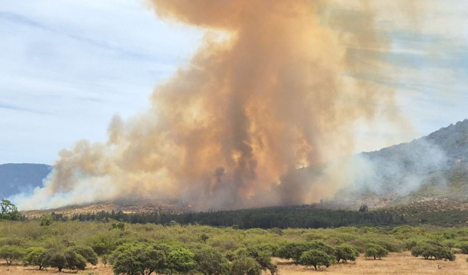 Declaran Alerta Roja en La Ligua y Zapallar por incendio forestal: piden evacuar sector La Foresta