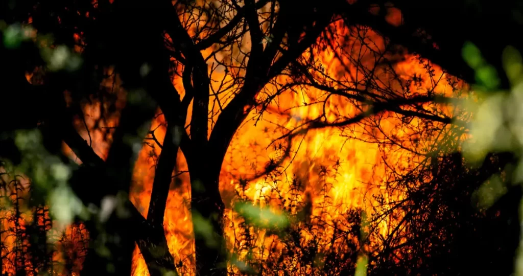 Balance Conaf: sectores poblados de 5 regiones permanecen con Alerta Roja por incendios forestales