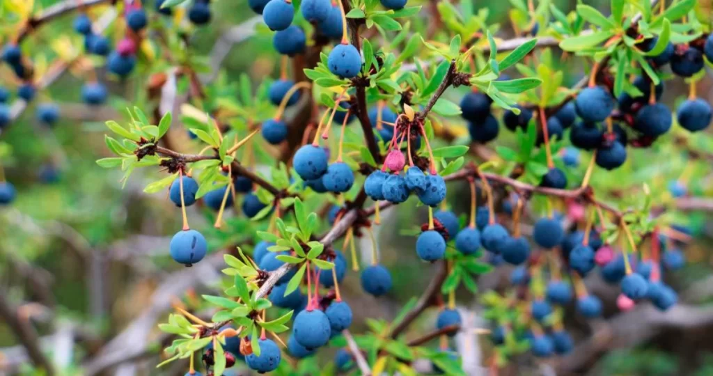 Científicos chilenos descubren beneficios que cambian completamente la forma de usar el calafate