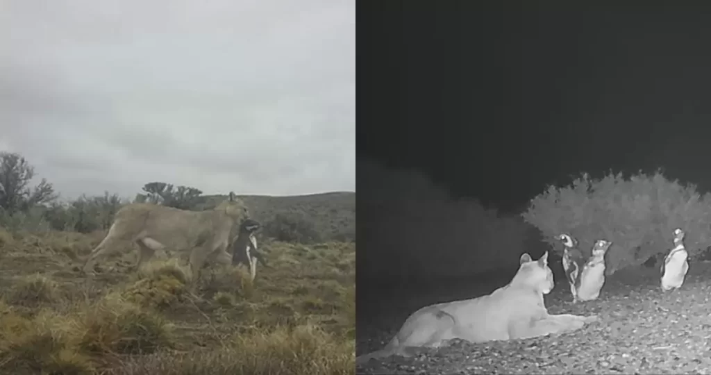 ¿Por qué los pumas se están comiendo a los pingüinos en la Patagonia?