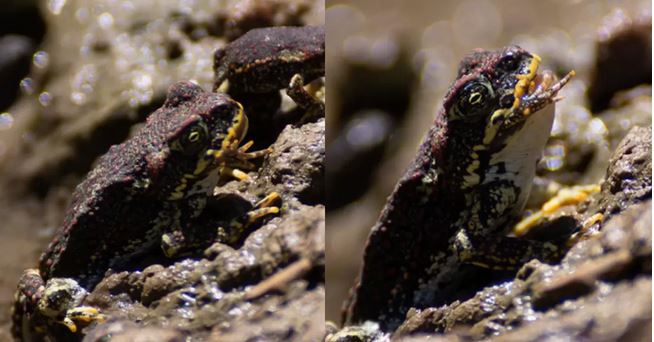Registran por primera vez un caso de canibalismo en el sapo de Atacama