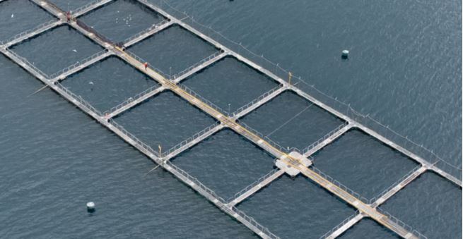 Industria del salmón valora perfil técnico de gabinete de Kast: trabajadores piden diálogo con gremios