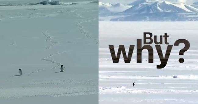 La historia viral del pingüino que dejó su colonia y se fue a la montaña