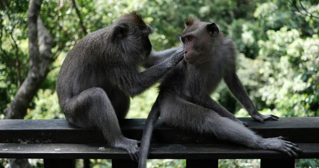 La homosexualidad en primates podría ser una estrategia de supervivencia