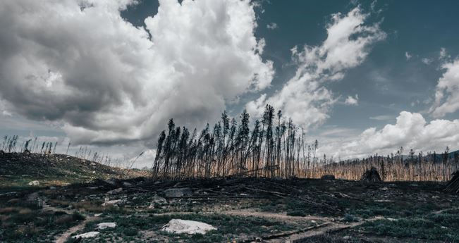 Investigadores chilenos desarrollan árboles nativos más resistentes para reforestar tras incendios