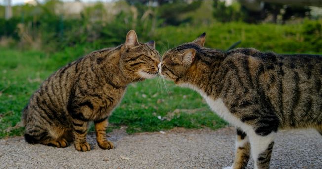 Estudio revela el misterio del “beso esquimal” en mamíferos: tiene funciones químicas y sociales