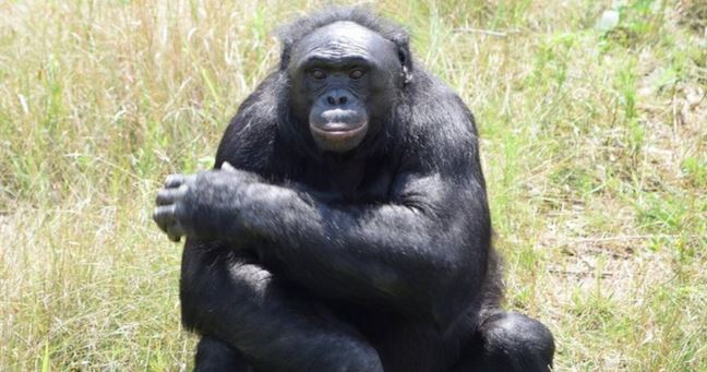 Kanzi, el bonobo que demostró que los simios también pueden imaginar